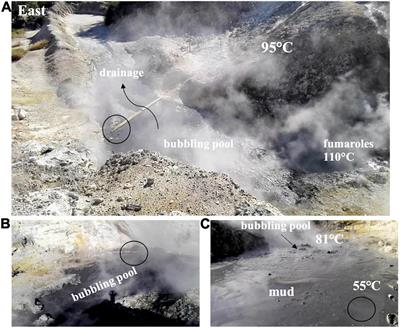 Genomic Insight of Alicyclobacillus mali FL18 Isolated From an Arsenic-Rich Hot Spring